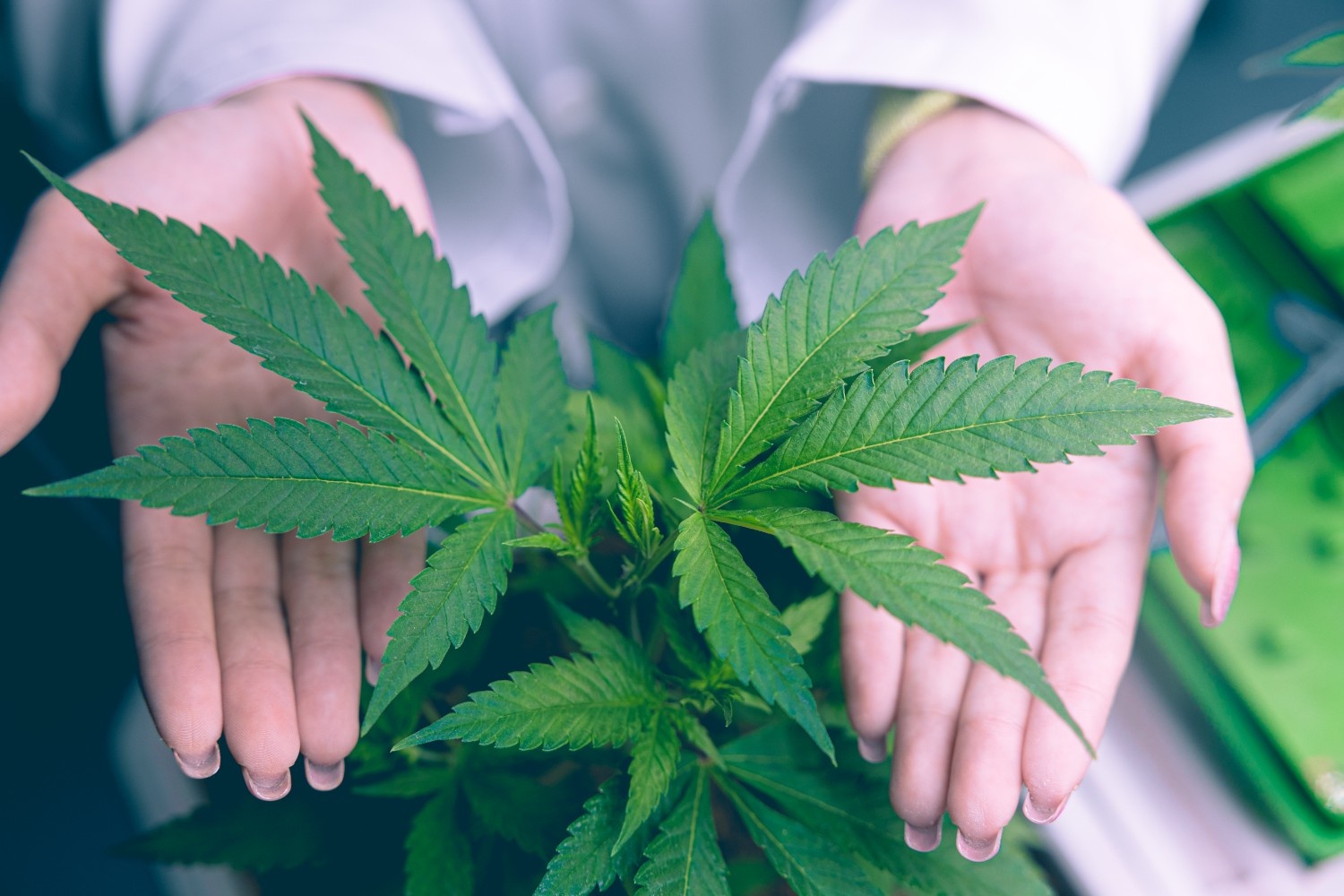 closeup-hand-cover-present-showing-high-value-cann-2025-03-09-22-28-23-utc (1)