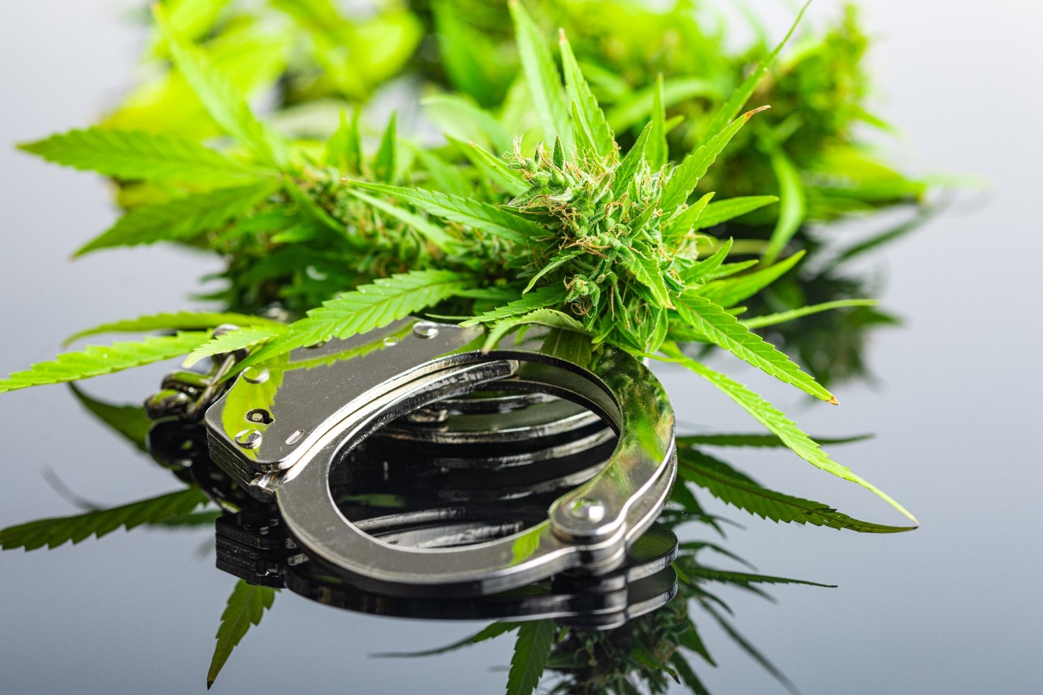 marijuana-buds-cannabis-plant-and-handcuffs-on-mi-2025-04-02-06-23-21-utc (1)