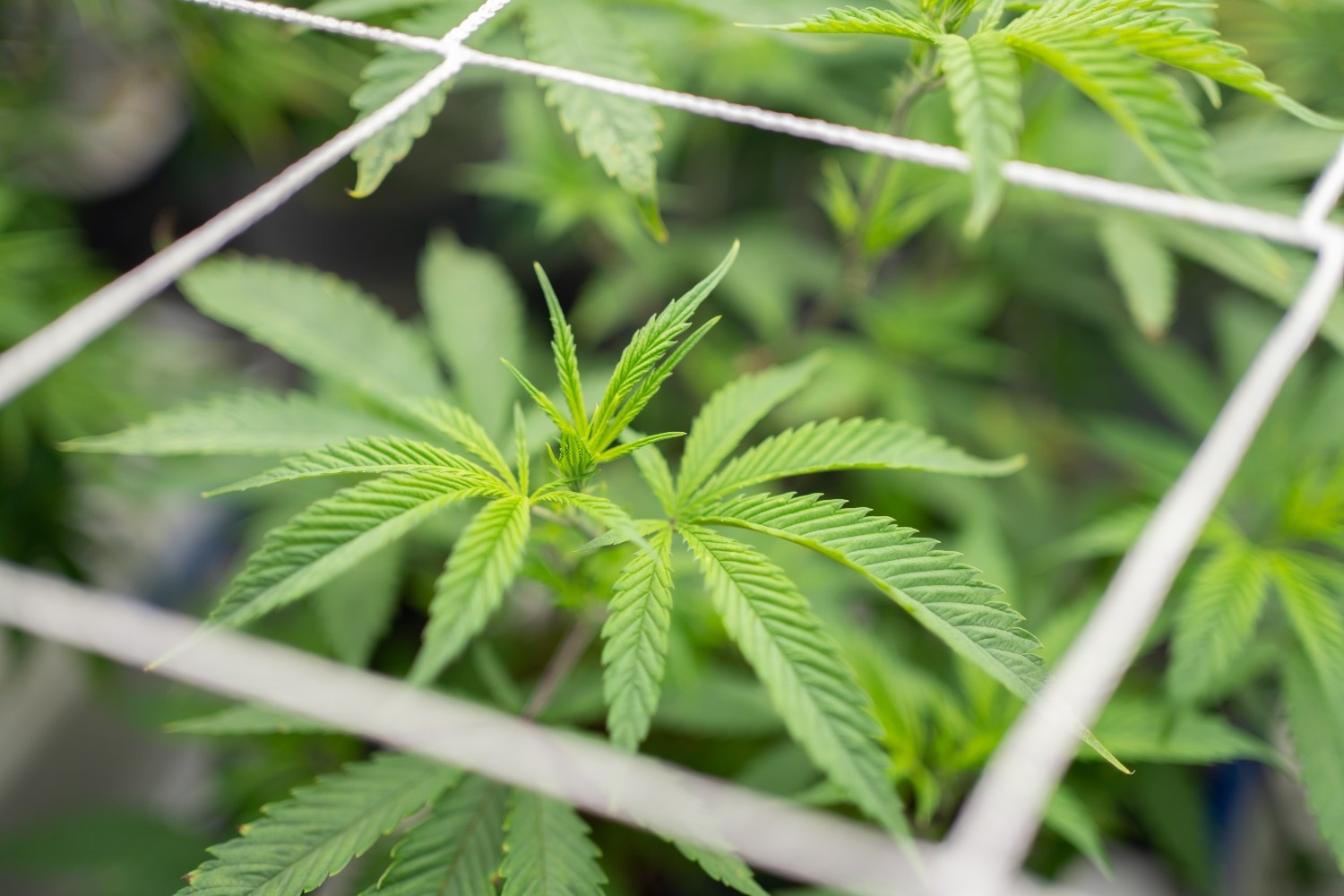 marijuana-hemp-or-cannabis-plant-leaves-farm-lab-2024-10-18-12-36-09-utc (1)