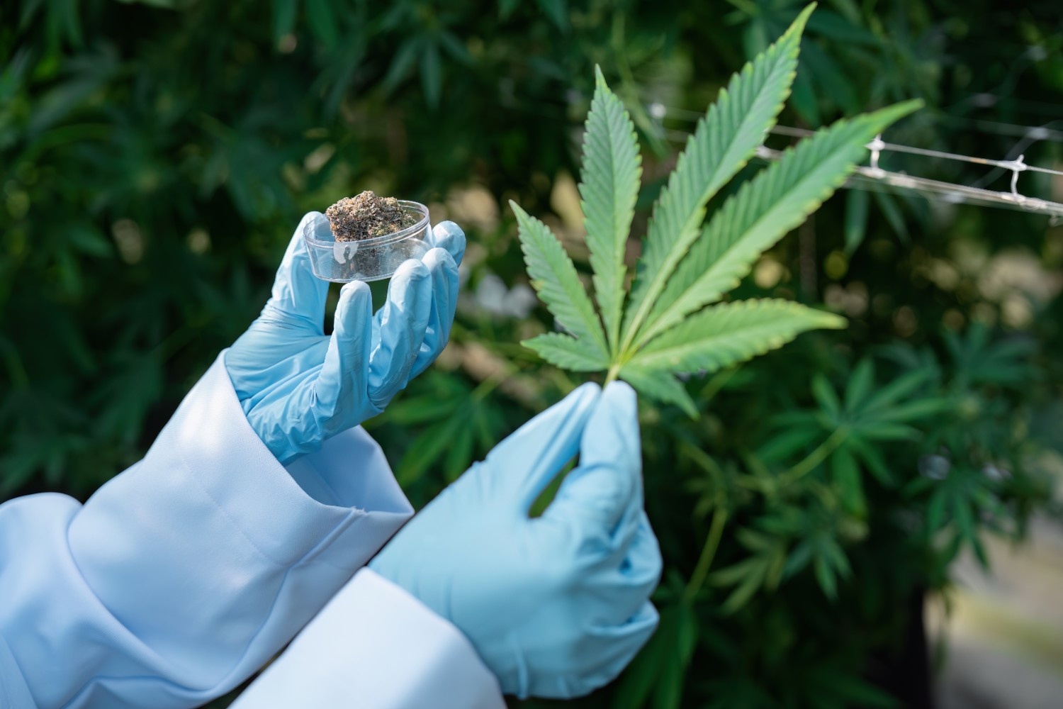 researcher-examining-cannabis-leaves-and-plant-mat-2025-02-20-08-19-38-utc (1)